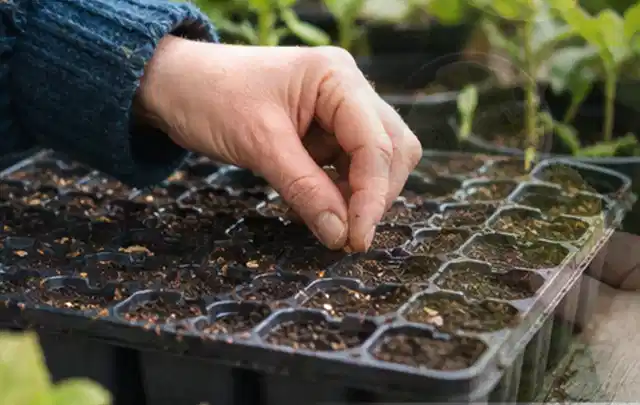 Hand legt einzelne Samen in vorbereitete Anzuchtschalen mit lockerer Erde; Thema Tomaten, Schwerpunkt Sortenwahl; Umsetzung.