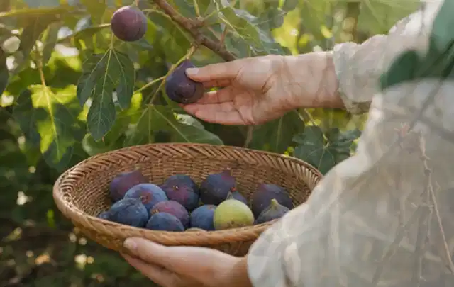 Hand pflückt eine reife Feige über einem flachen Korb mit Früchten; Thema Tomaten, Schwerpunkt Sortenwahl; Praxisalltag.