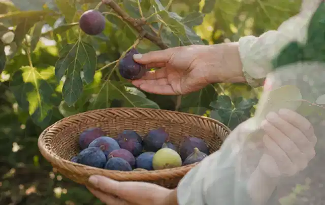 Hand pflückt eine reife Feige über einem flachen Korb mit Früchten; Thema Tomaten, Schwerpunkt Standort; Ausgangslage.