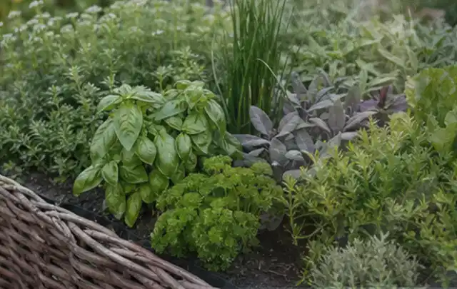 Dichtes Hochbeet mit Basilikum Schnittlauch Petersilie Salbei und weiteren Küchenkräutern; Thema Tomaten, Schwerpunkt Standort; Umsetzung.
