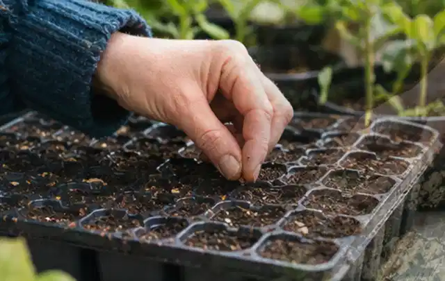 Hand legt einzelne Samen in vorbereitete Anzuchtschalen mit lockerer Erde; Thema Tomaten, Schwerpunkt Standort; Ergebnis.