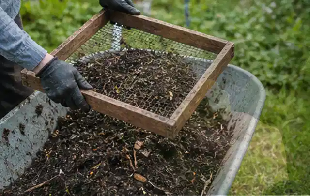Behandschuhte Hände sieben reifen Kompost über einer Gartenschubkarre; Thema Tomatenhaus, Schwerpunkt Aufbau; Umsetzung.