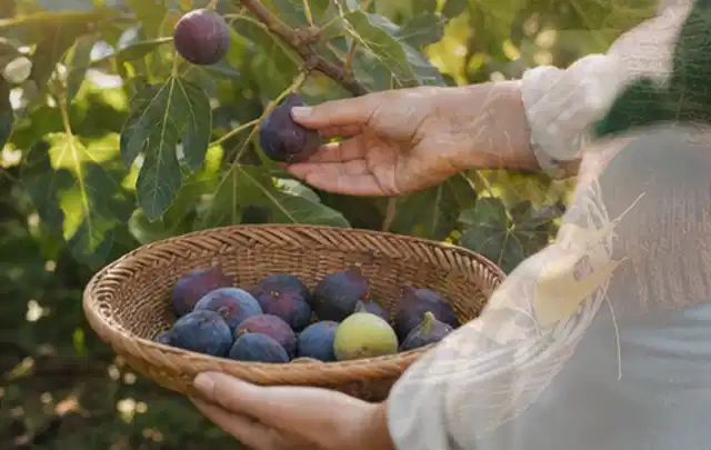 Hand pflückt eine reife Feige über einem flachen Korb mit Früchten; Thema Tomatenhaus, Schwerpunkt Baurecht; Ausgangslage.
