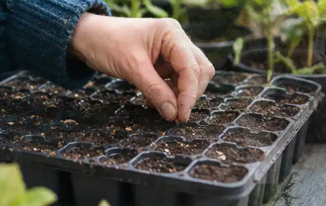Hand legt einzelne Samen in vorbereitete Anzuchtschalen mit lockerer Erde; Thema Tomatenhaus, Schwerpunkt Baurecht; Praxisalltag.