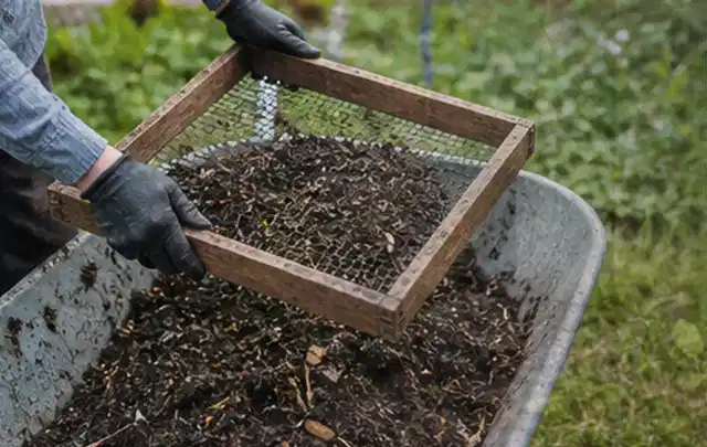Behandschuhte Hände sieben reifen Kompost über einer Gartenschubkarre; Thema Tomatenhaus, Schwerpunkt Checkliste; Umsetzung.