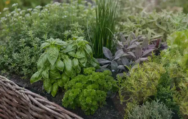 Dichtes Hochbeet mit Basilikum Schnittlauch Petersilie Salbei und weiteren Küchenkräutern; Thema Tomatenhaus, Schwerpunkt DIY; Kontrolle.