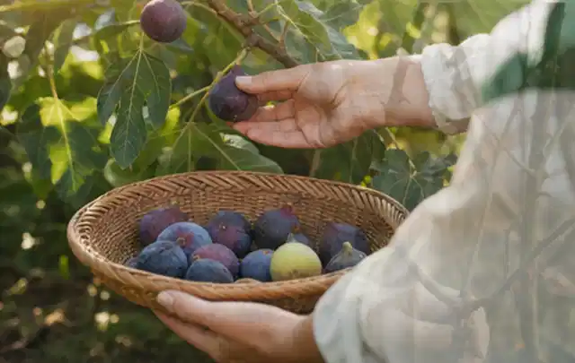 Hand pflückt eine reife Feige über einem flachen Korb mit Früchten; Thema Tomatenhaus, Schwerpunkt DIY; Ergebnis.