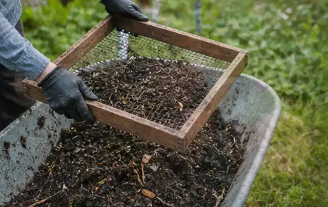 Behandschuhte Hände sieben reifen Kompost über einer Gartenschubkarre; Thema Tomatenhaus, Schwerpunkt Fehlerhilfe; Kontrolle.