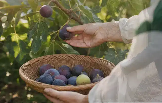 Hand pflückt eine reife Feige über einem flachen Korb mit Früchten; Thema Tomatenhaus, Schwerpunkt Fehlerhilfe; Ergebnis.