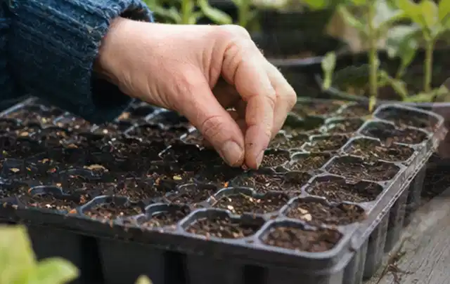 Hand legt einzelne Samen in vorbereitete Anzuchtschalen mit lockerer Erde; Thema Tomatenhaus, Schwerpunkt Fundament; Umsetzung.