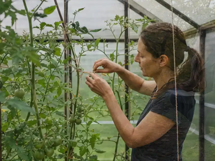 Person bindet junge Tomatentriebe in einem privaten Gewächshaus vorsichtig an; Thema Tomatenhaus, Schwerpunkt Gärten mit kleiner Fläche; Titelbild.
