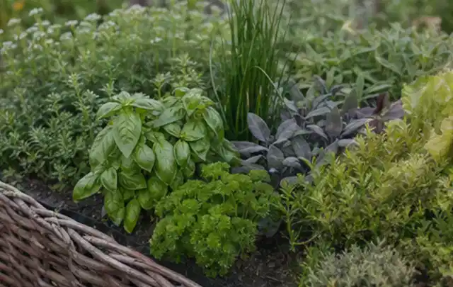 Dichtes Hochbeet mit Basilikum Schnittlauch Petersilie Salbei und weiteren Küchenkräutern; Thema Tomatenhaus, Schwerpunkt Gärten mit kleiner Fläche;…