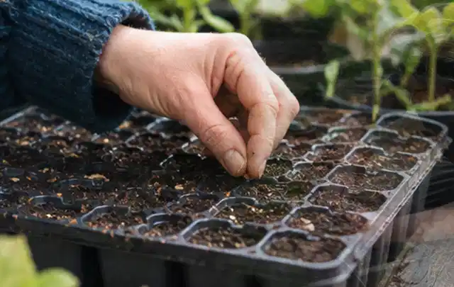 Hand legt einzelne Samen in vorbereitete Anzuchtschalen mit lockerer Erde; Thema Tomatenhaus, Schwerpunkt Gärten mit kleiner Fläche; Kontrolle.