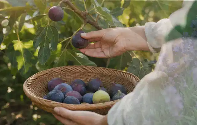 Hand pflückt eine reife Feige über einem flachen Korb mit Früchten; Thema Tomatenhaus, Schwerpunkt Gärten mit kleiner Fläche; Ergebnis.