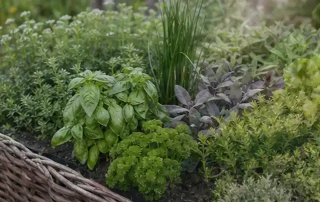 Dichtes Hochbeet mit Basilikum Schnittlauch Petersilie Salbei und weiteren Küchenkräutern; Thema Tomatenhaus, Schwerpunkt Gestaltung; Ausgangslage.