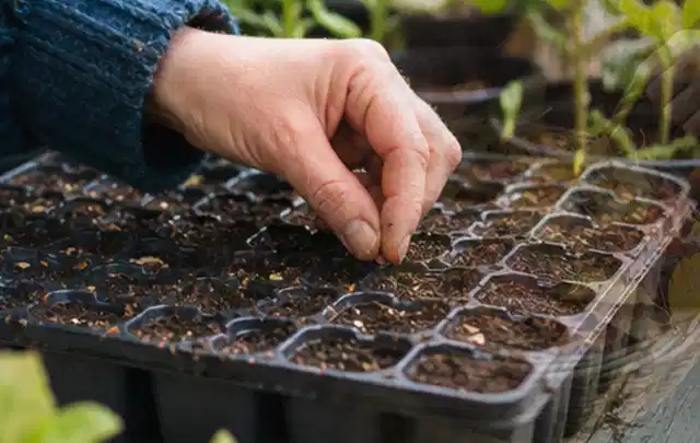 Hand legt einzelne Samen in vorbereitete Anzuchtschalen mit lockerer Erde; Thema Tomatenhaus, Schwerpunkt Gestaltung; Ergebnis.
