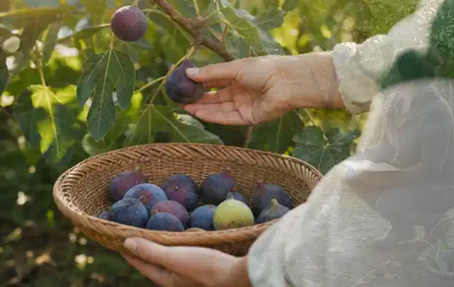 Hand pflückt eine reife Feige über einem flachen Korb mit Früchten; Thema Tomatenhaus, Schwerpunkt Gewächshaus; Ausgangslage.