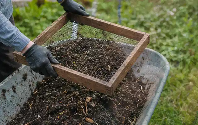 Behandschuhte Hände sieben reifen Kompost über einer Gartenschubkarre; Thema Tomatenhaus, Schwerpunkt Gewächshaus; Umsetzung.