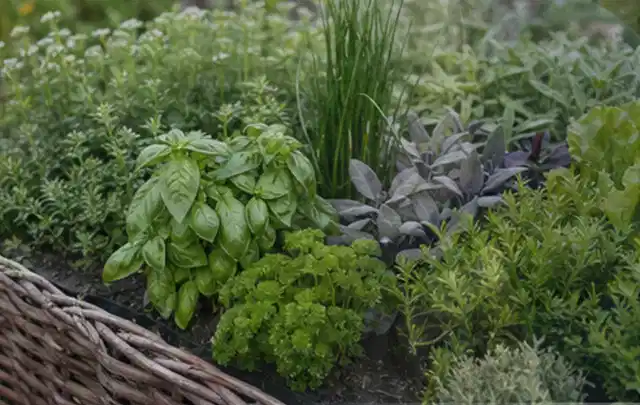 Dichtes Hochbeet mit Basilikum Schnittlauch Petersilie Salbei und weiteren Küchenkräutern; Thema Tomatenhaus, Schwerpunkt Gewächshaus; Ergebnis.