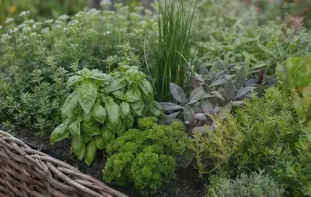 Dichtes Hochbeet mit Basilikum Schnittlauch Petersilie Salbei und weiteren Küchenkräutern; Thema Tomatenhaus, Schwerpunkt Kosten; Ausgangslage.