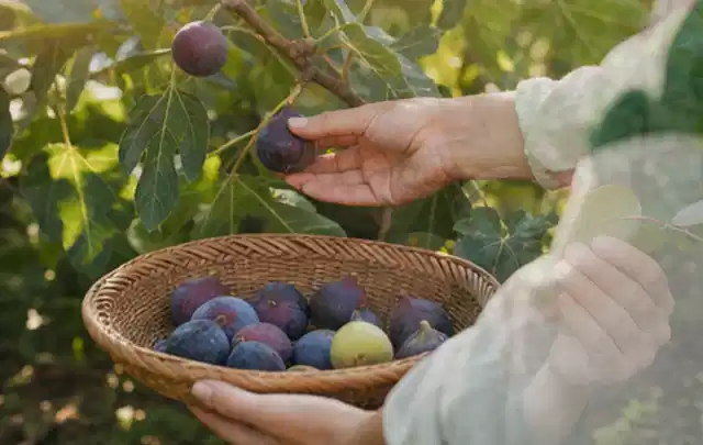 Hand pflückt eine reife Feige über einem flachen Korb mit Früchten; Thema Tomatenhaus, Schwerpunkt Materialwahl; Kontrolle.