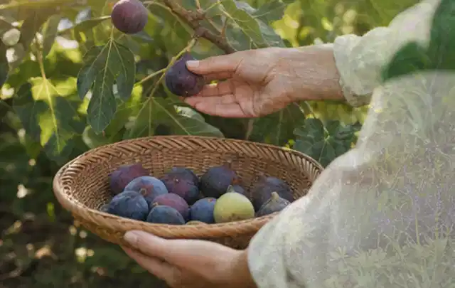 Hand pflückt eine reife Feige über einem flachen Korb mit Früchten; Thema Tomatenhaus, Schwerpunkt Nachhaltigkeit; Ausgangslage.
