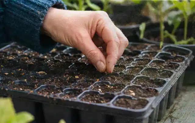Hand legt einzelne Samen in vorbereitete Anzuchtschalen mit lockerer Erde; Thema Tomatenhaus, Schwerpunkt Nachhaltigkeit; Umsetzung.