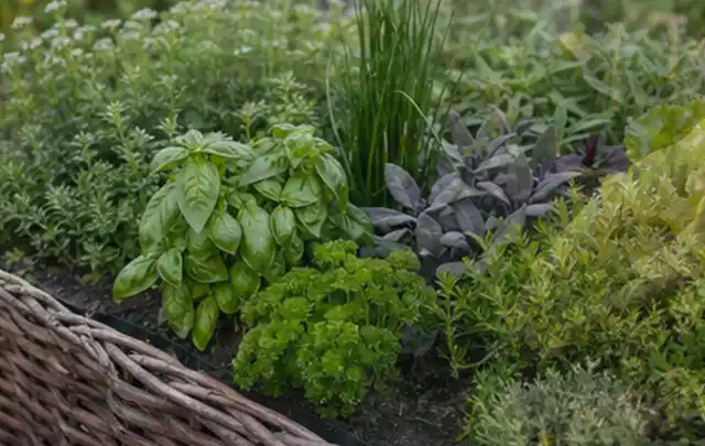 Dichtes Hochbeet mit Basilikum Schnittlauch Petersilie Salbei und weiteren Küchenkräutern; Thema Tomatenhaus, Schwerpunkt Nachhaltigkeit; Kontrolle.