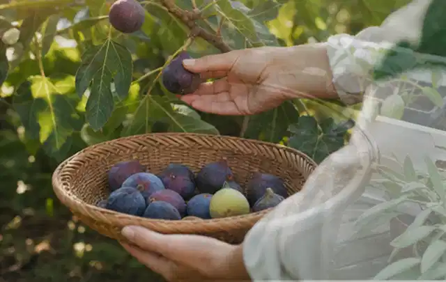 Hand pflückt eine reife Feige über einem flachen Korb mit Früchten; Thema Tomatenhaus, Schwerpunkt Planung; Kontrolle.