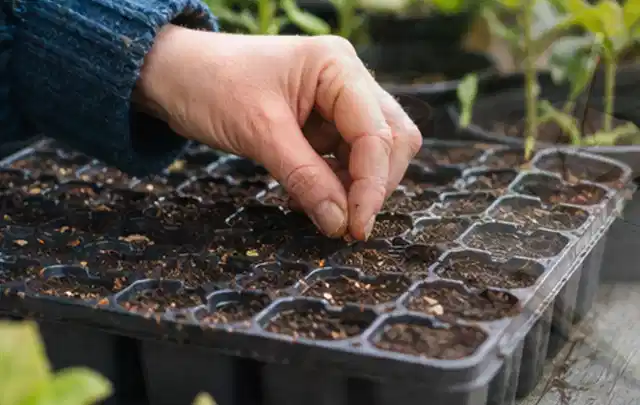 Hand legt einzelne Samen in vorbereitete Anzuchtschalen mit lockerer Erde; Thema Tomatenhaus, Schwerpunkt Planung; Ergebnis.