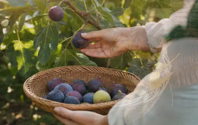 Hand pflückt eine reife Feige über einem flachen Korb mit Früchten; Thema Tomatenhaus, Schwerpunkt Standort; Umsetzung.