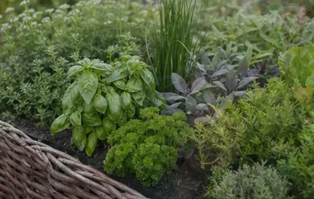 Dichtes Hochbeet mit Basilikum Schnittlauch Petersilie Salbei und weiteren Küchenkräutern; Thema Tomatenhaus, Schwerpunkt Standort; Kontrolle.