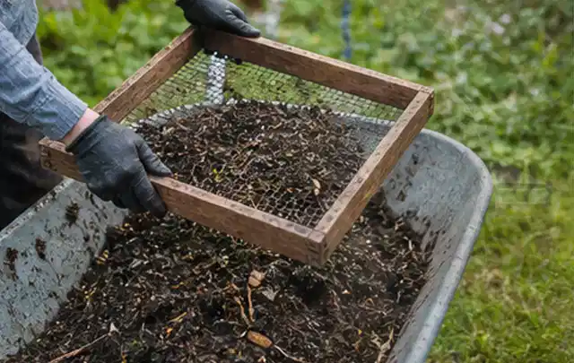 Behandschuhte Hände sieben reifen Kompost über einer Gartenschubkarre; Thema Tomatenhaus, Schwerpunkt Winterschutz; Umsetzung.