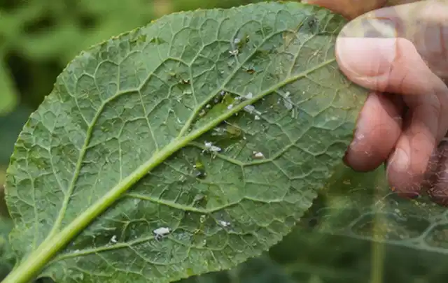 Hand hält ein Blatt mit kleinen hellen Schädlingen auf der Unterseite; Thema Trauermücken, Schwerpunkt Bestimmung; Umsetzung.