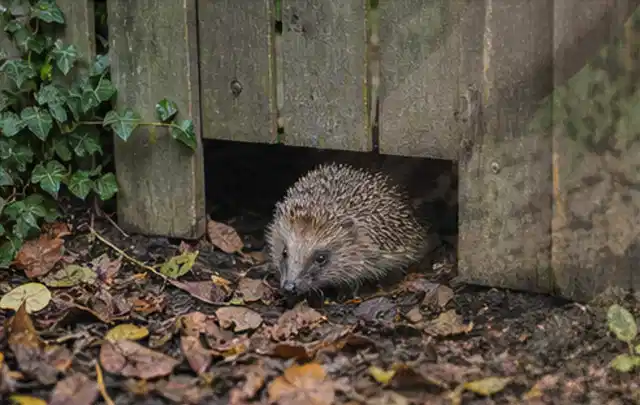 Igel nutzt einen bodennahen Durchgang unter einem hölzernen Gartenzaun; Thema Trauermücken, Schwerpunkt Bestimmung; Ergebnis.