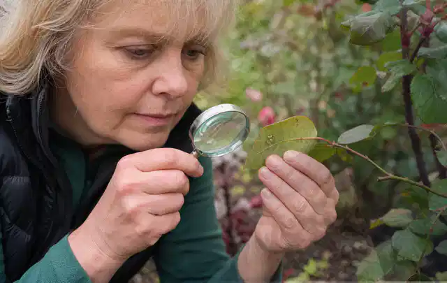 Person untersucht Blätter im Garten auf Schädlinge und Krankheitssymptome; Thema Trauermücken, Schwerpunkt Biologie; Umsetzung.