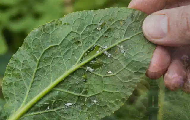 Hand hält ein Blatt mit kleinen hellen Schädlingen auf der Unterseite; Thema Trauermücken, Schwerpunkt Biologie; Kontrolle.