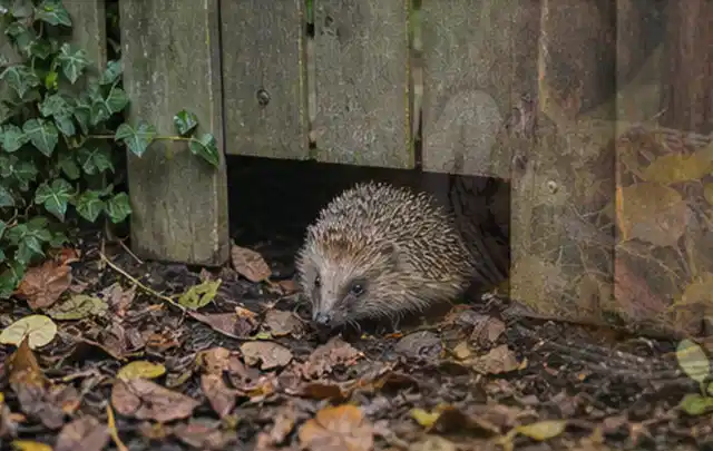 Igel nutzt einen bodennahen Durchgang unter einem hölzernen Gartenzaun; Thema Trauermücken, Schwerpunkt Biologie; Praxisalltag.