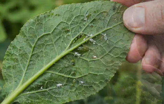 Hand hält ein Blatt mit kleinen hellen Schädlingen auf der Unterseite; Thema Trauermücken, Schwerpunkt Fehlerhilfe; Ausgangslage.