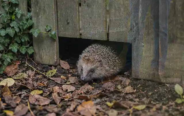 Igel nutzt einen bodennahen Durchgang unter einem hölzernen Gartenzaun; Thema Trauermücken, Schwerpunkt Fehlerhilfe; Praxisalltag.