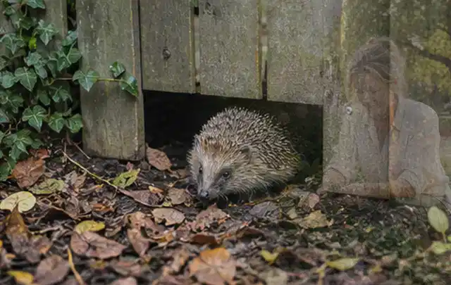 Igel nutzt einen bodennahen Durchgang unter einem hölzernen Gartenzaun; Thema Trauermücken, Schwerpunkt Gewächshaus; Umsetzung.