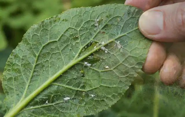 Hand hält ein Blatt mit kleinen hellen Schädlingen auf der Unterseite; Thema Trauermücken, Schwerpunkt Gewächshaus; Ergebnis.