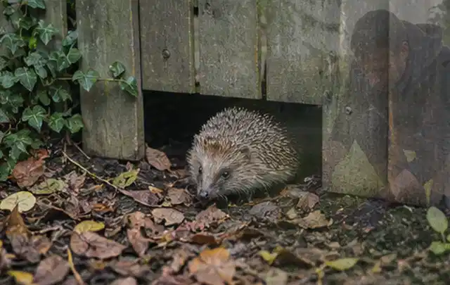 Igel nutzt einen bodennahen Durchgang unter einem hölzernen Gartenzaun; Thema Trauermücken, Schwerpunkt Hausmittel; Umsetzung.