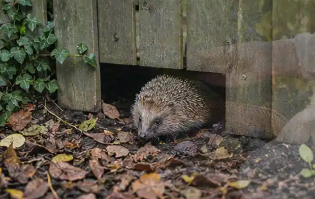 Igel nutzt einen bodennahen Durchgang unter einem hölzernen Gartenzaun; Thema Trauermücken, Schwerpunkt Natürliche Bekämpfung; Ausgangslage.