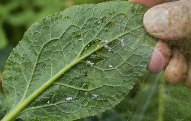 Hand hält ein Blatt mit kleinen hellen Schädlingen auf der Unterseite; Thema Trauermücken, Schwerpunkt Natürliche Bekämpfung; Praxisalltag.