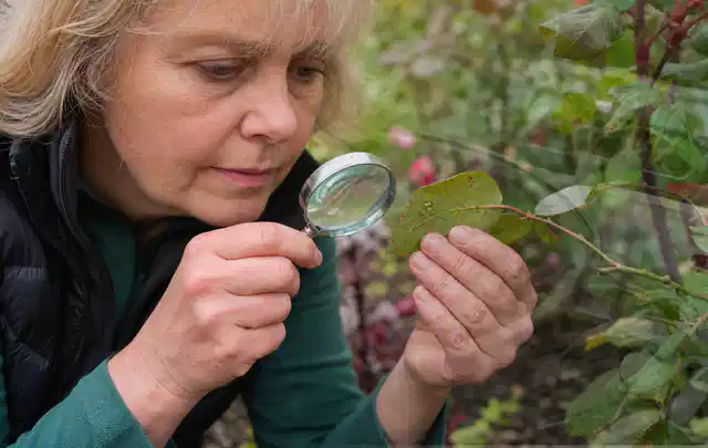 Person untersucht Blätter im Garten auf Schädlinge und Krankheitssymptome; Thema Trauermücken, Schwerpunkt Nützlinge; Kontrolle.