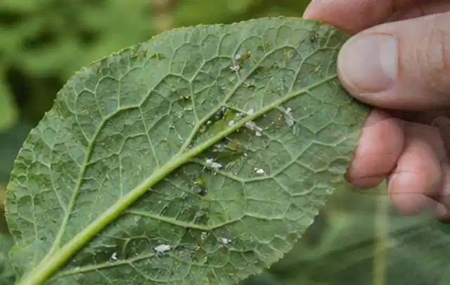 Hand hält ein Blatt mit kleinen hellen Schädlingen auf der Unterseite; Thema Trauermücken, Schwerpunkt Nützlinge; Ergebnis.
