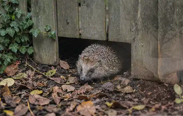 Igel nutzt einen bodennahen Durchgang unter einem hölzernen Gartenzaun; Thema Trauermücken, Schwerpunkt Nützlinge; Praxisalltag.