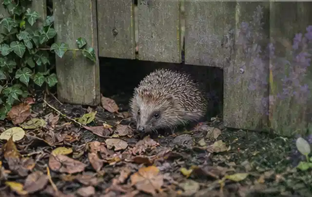 Igel nutzt einen bodennahen Durchgang unter einem hölzernen Gartenzaun; Thema Trauermücken, Schwerpunkt Pflanzenhilfe; Ausgangslage.