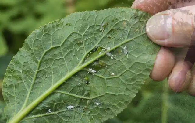 Hand hält ein Blatt mit kleinen hellen Schädlingen auf der Unterseite; Thema Trauermücken, Schwerpunkt Pflanzenhilfe; Umsetzung.